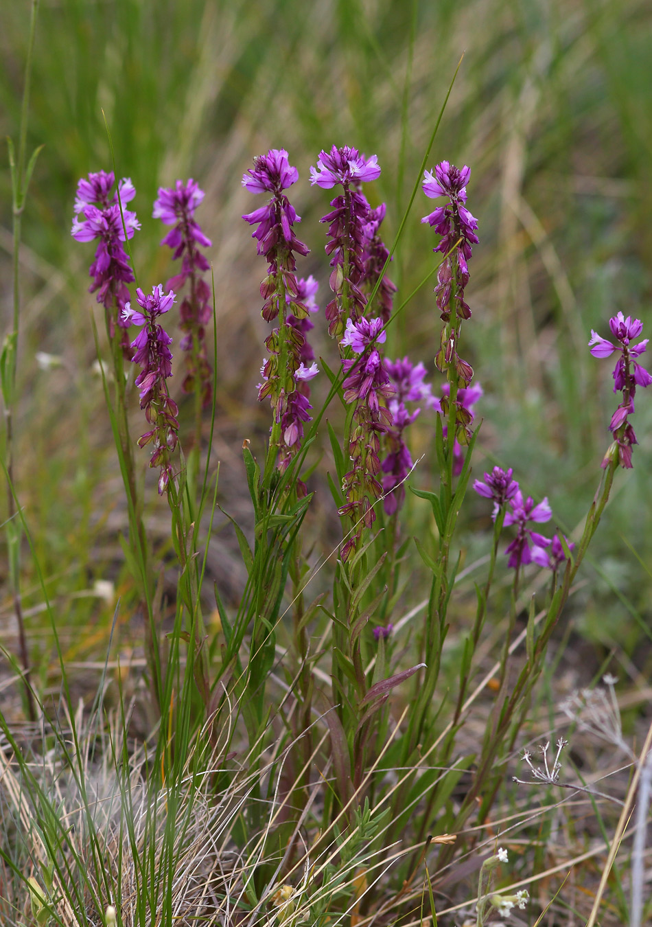 Image of Polygala hybrida specimen.