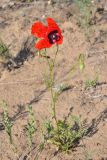 Papaver pavoninum. Цветущее растение (слева - плодоносящий Alyssum dasycarpum; справа - Descurainia sophia). Казахстан, Алматинская обл, Балхашский р-н, закреплённые пески. 4 мая 2014 г.