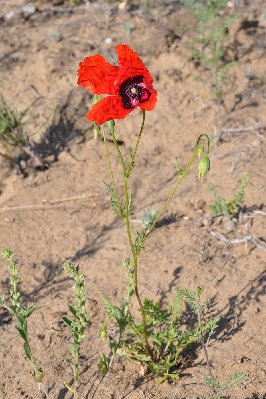 Image of Papaver pavoninum specimen.