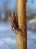Rubus idaeus. Часть стебля с почкой. Окр. Архангельска, берег реки. 19 марта 2010 г.