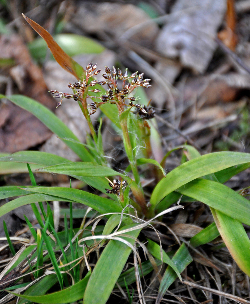 Image of Luzula pilosa specimen.
