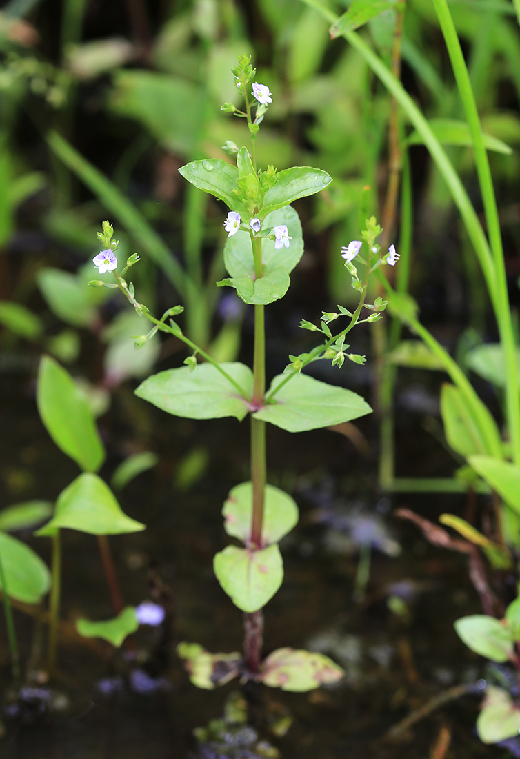 Image of Veronica anagallis-aquatica specimen.