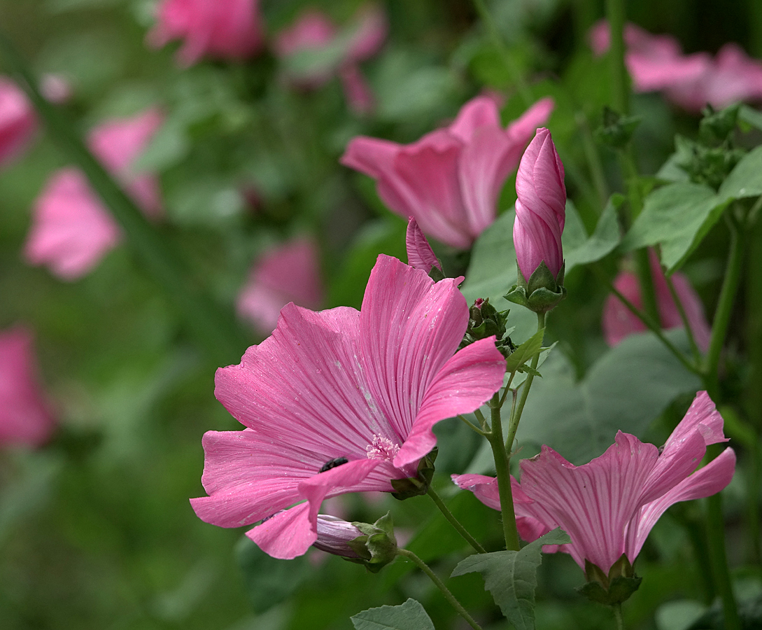 Изображение особи Malva trimestris.