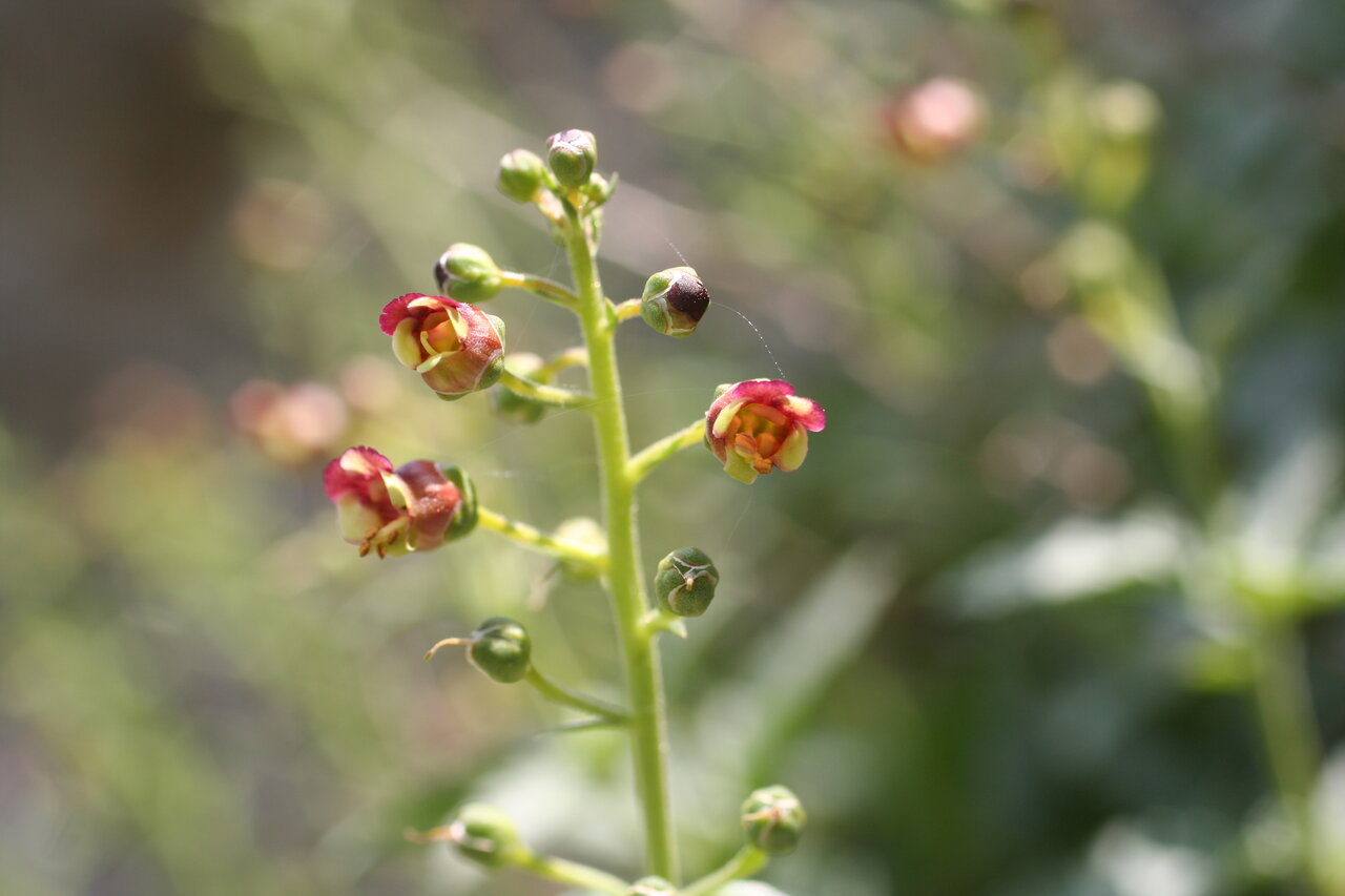 Изображение особи Scrophularia bulgarica.