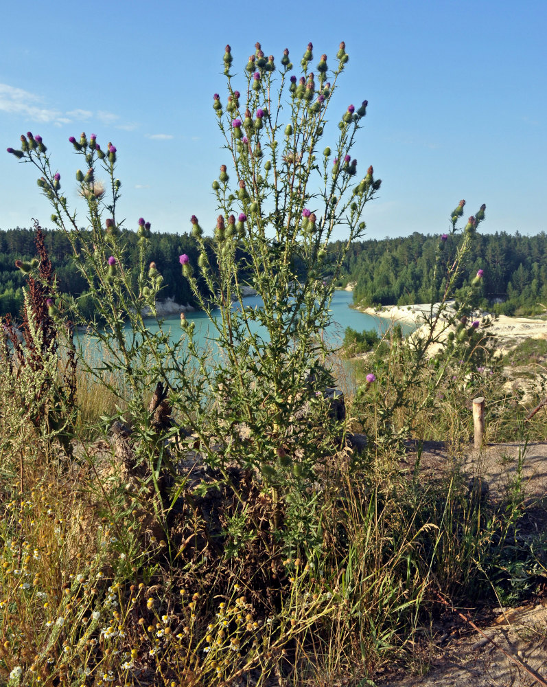 Image of Cirsium vulgare specimen.