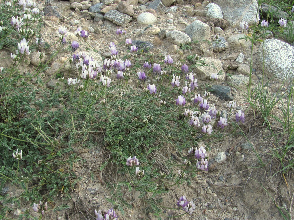 Image of Astragalus captiosus specimen.