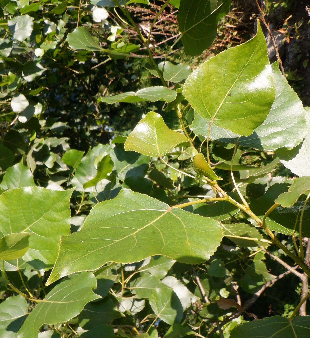 Изображение особи Populus &times; canadensis.