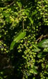 genus Ligustrum. Верхушка ветки с соплодием. Краснодарский край, МО город-курорт Сочи, Адлерский р-н, окр. океанариума, в озеленении. 4 октября 2019 г.