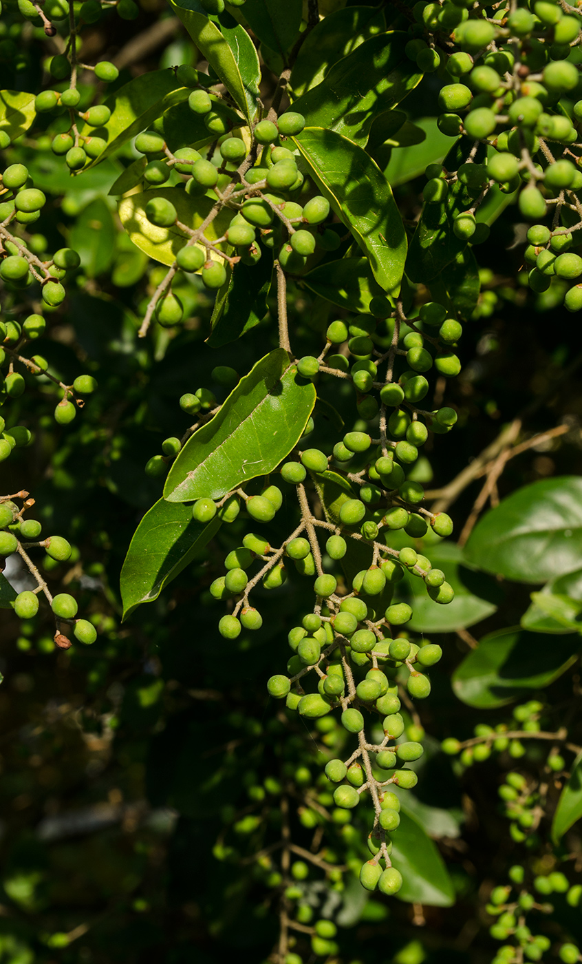 Изображение особи род Ligustrum.