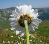 Anthemis melanoloma. Верхушка побега с соцветием (вид со стороны обёртки). Адыгея, Кавказский биосферный заповедник, гора Гузерипль, ≈ 1900 м н.у.м., субальпийский луг на склоне горы близ горного ручья. 26.07.2015.