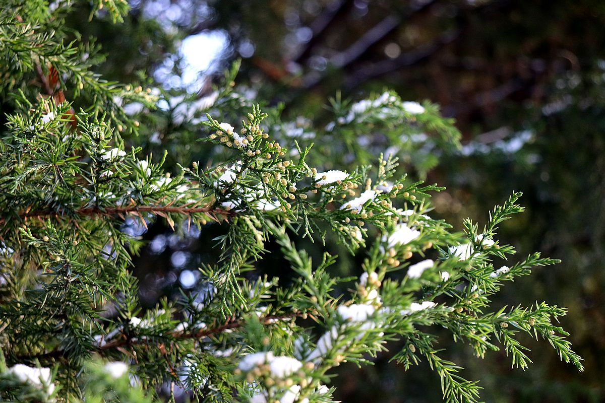 Изображение особи Juniperus chinensis.