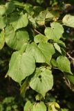 Tilia cordata