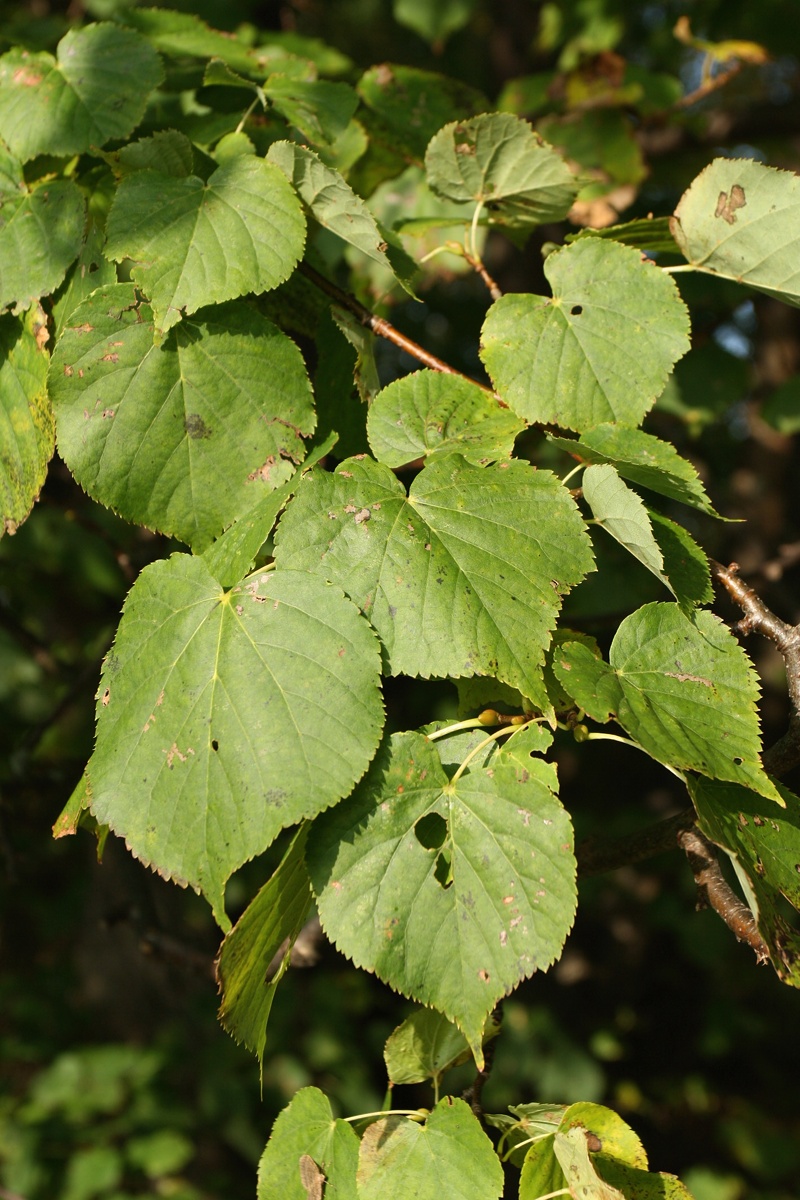 Изображение особи Tilia cordata.