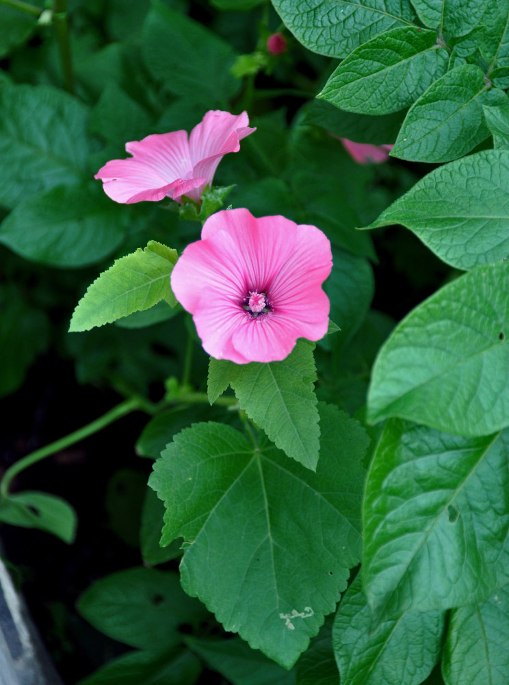 Image of Malva trimestris specimen.