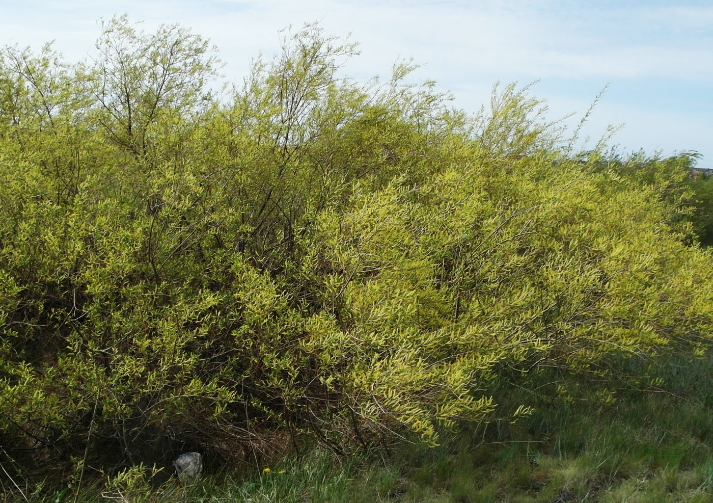 Image of Salix triandra specimen.