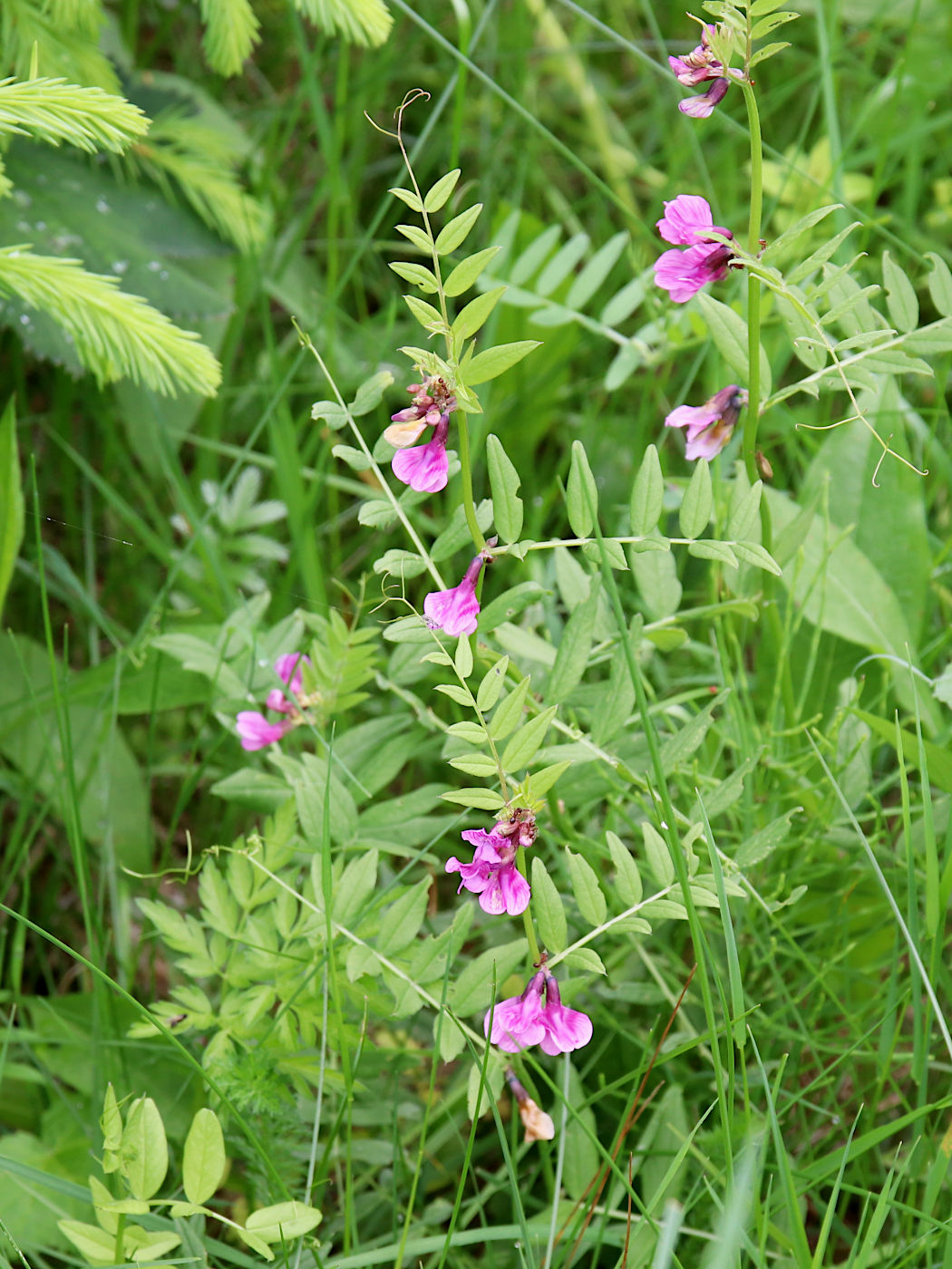 Image of Vicia sepium specimen.