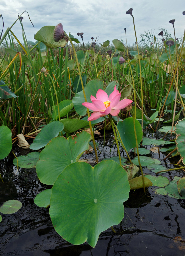 Image of Nelumbo caspica specimen.