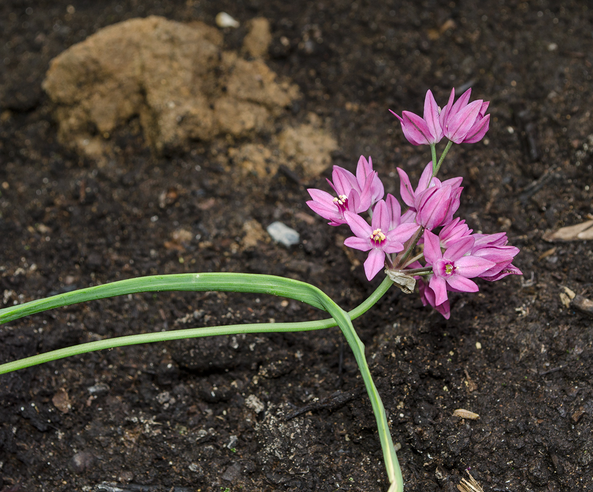 Изображение особи Allium oreophilum.