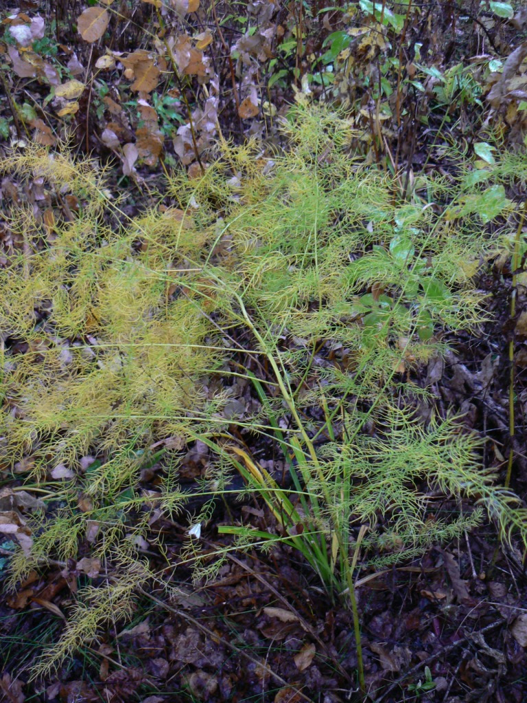 Изображение особи Asparagus schoberioides.