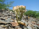 Rhinopetalum stenantherum