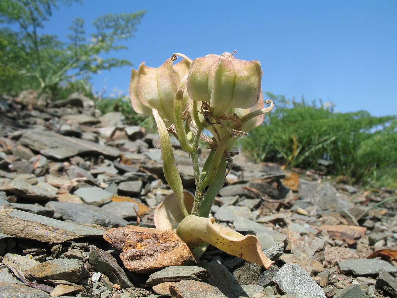 Изображение особи Rhinopetalum stenantherum.