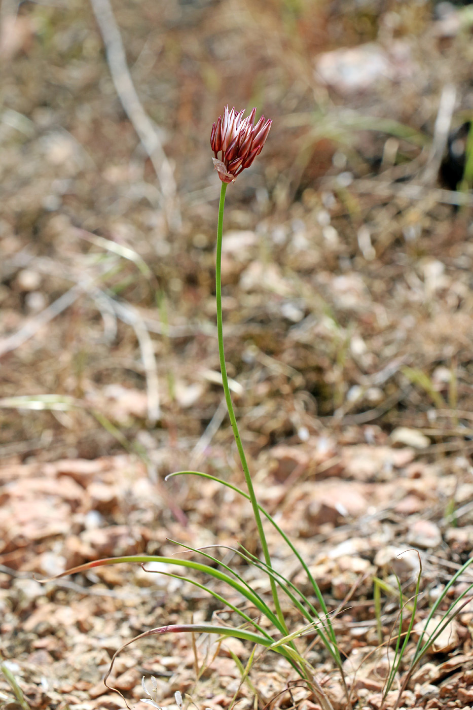 Изображение особи Allium inconspicuum.