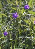 Campanula wolgensis