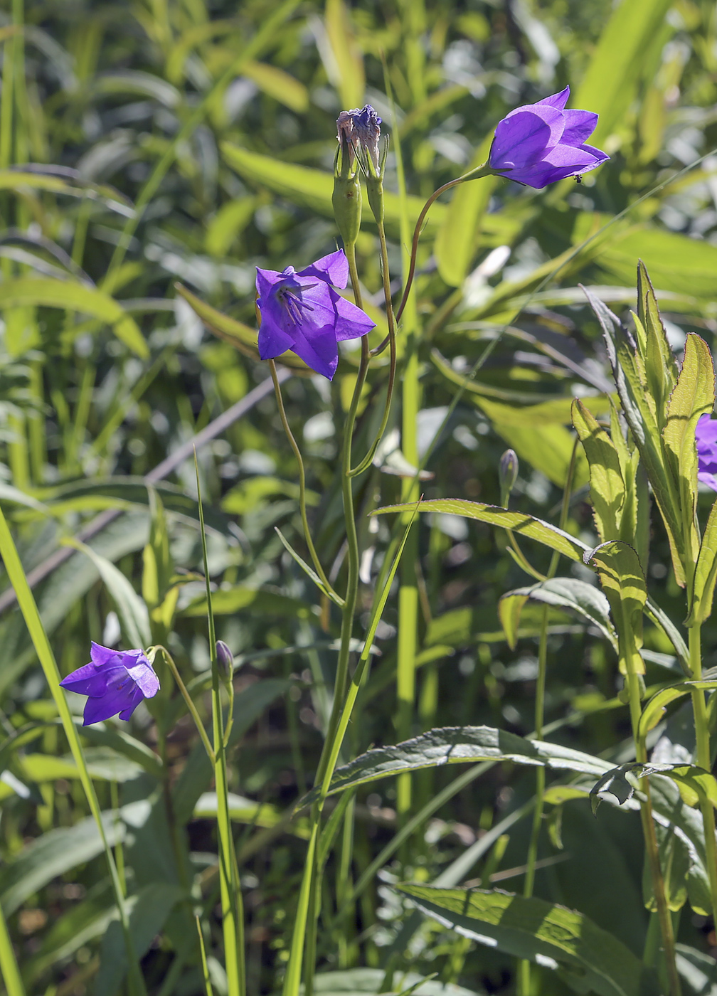 Изображение особи Campanula wolgensis.