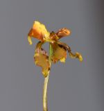 Image of taxon representative. Author is Татьяна Мальчинская