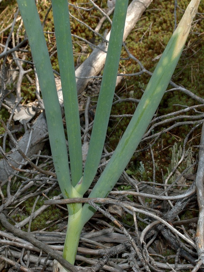 Image of Allium altaicum specimen.