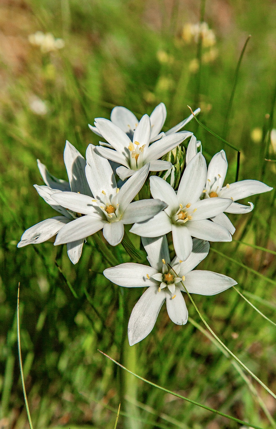 Изображение особи Ornithogalum navaschinii.