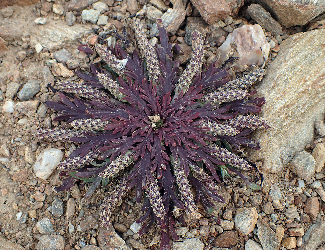 Изображение особи Plantago weldenii.