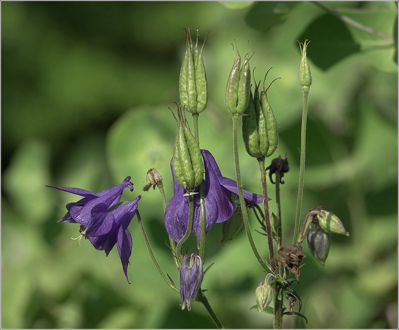 Изображение особи Aquilegia vulgaris.