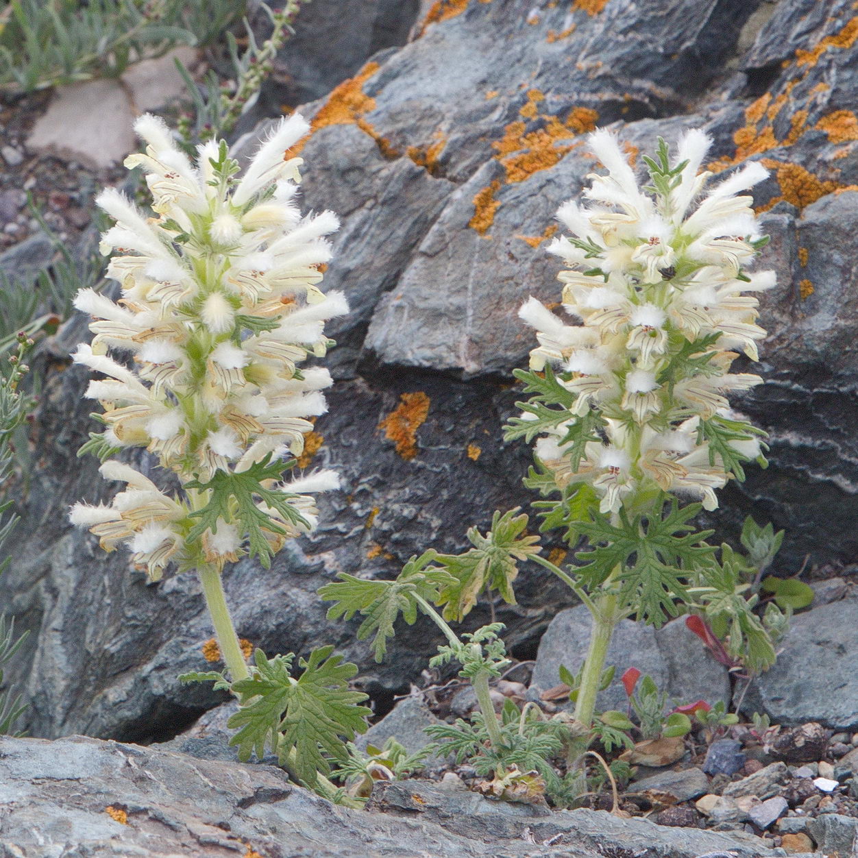 Image of Panzerina lanata specimen.