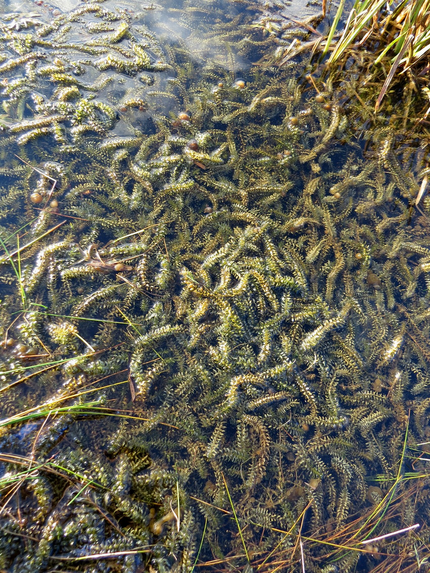 Изображение особи Elodea canadensis.