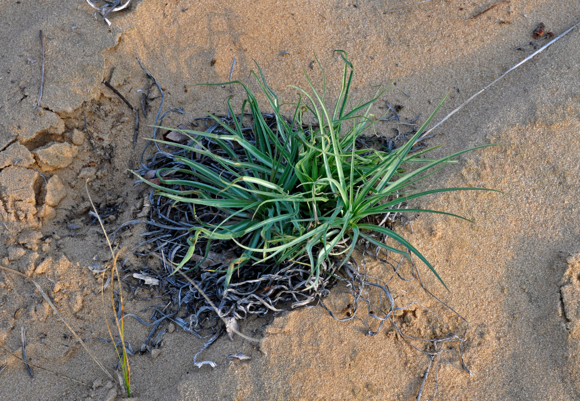 Image of genus Scorzonera specimen.