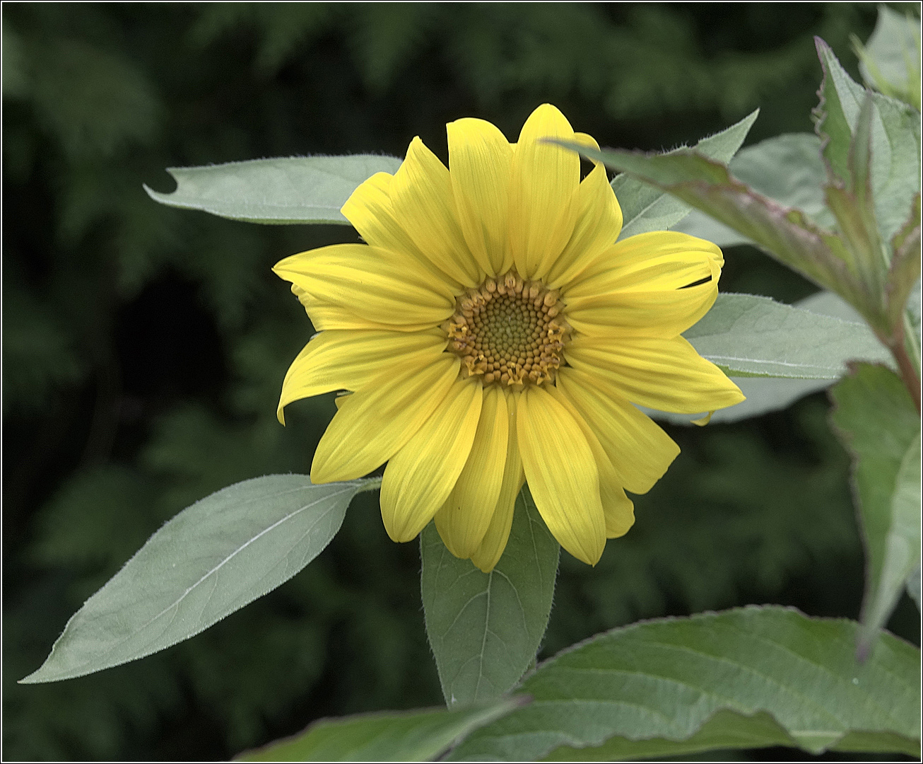 Image of Helianthus annuus specimen.