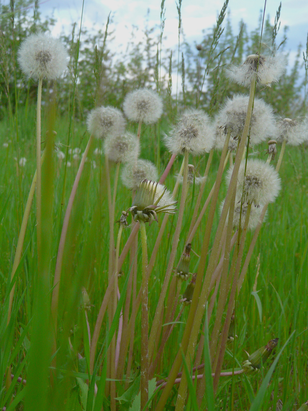 Image of Taraxacum officinale specimen.