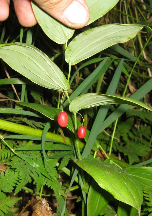 Изображение особи Streptopus amplexifolius.