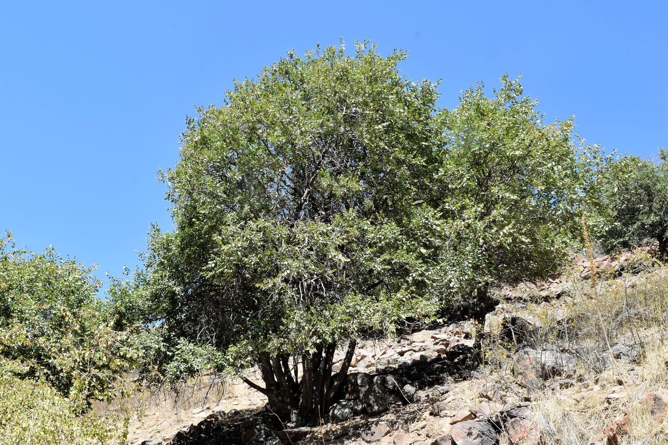 Изображение особи Celtis caucasica.