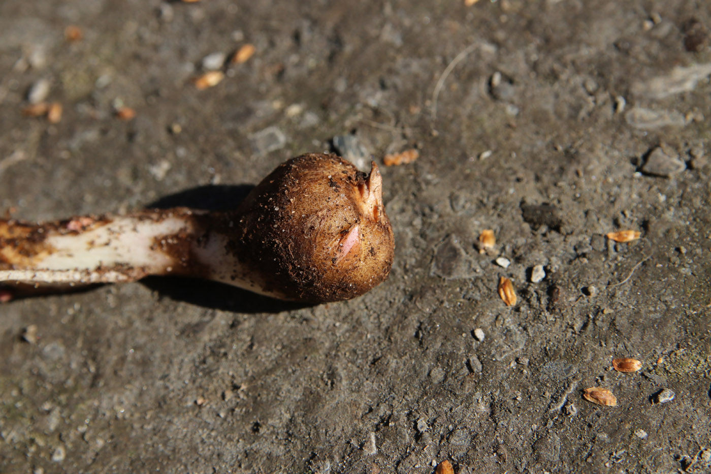 Изображение особи Amorphophallus konjac.