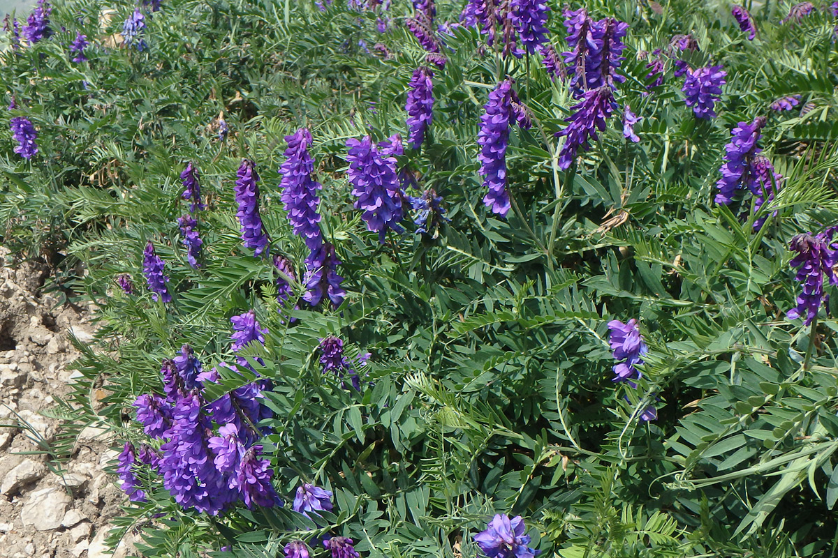 Image of Vicia grossheimii specimen.