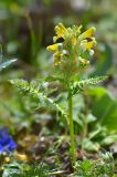 Pedicularis condensata. Цветущее растение. Республика Северная Осетия-Алания, Алагирский р-н, Большой Кавказ, правый берег реки Садон, ≈ 2950 м н.у.м., каменистый склон. 03.07.2021.