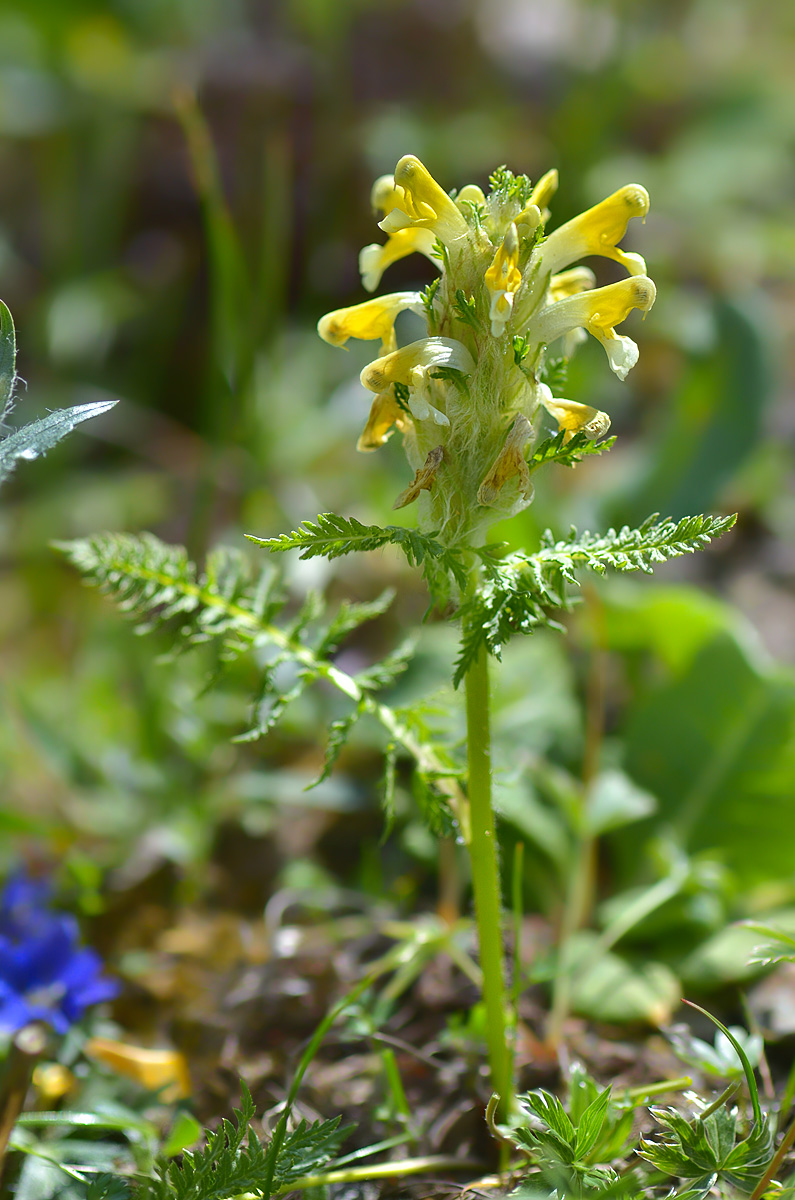 Image of Pedicularis condensata specimen.