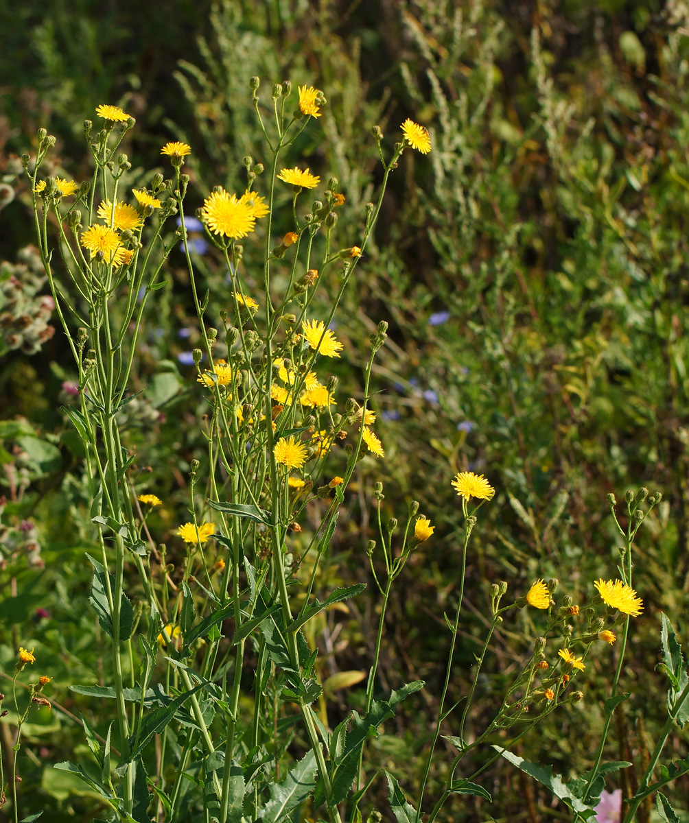 Изображение особи Sonchus arvensis ssp. uliginosus.