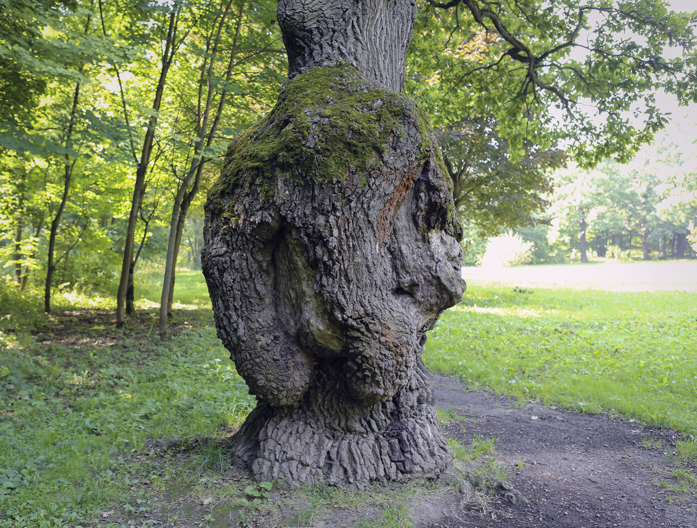 Изображение особи Quercus robur.