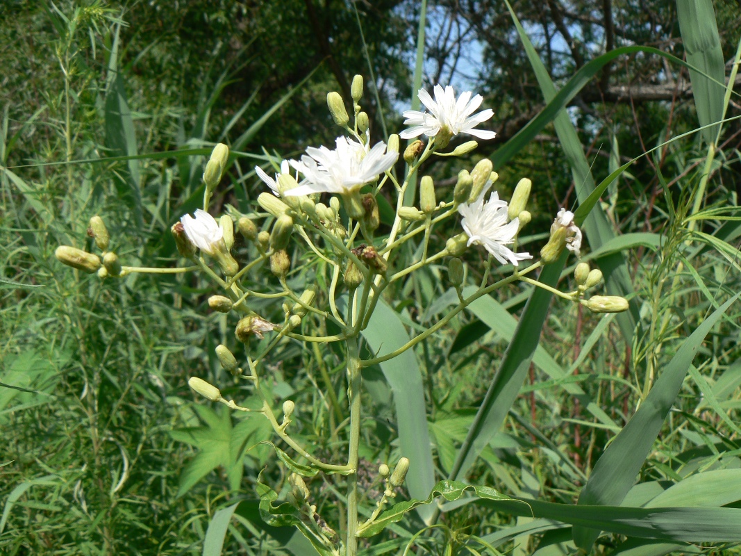 Image of Lactuca sibirica specimen.