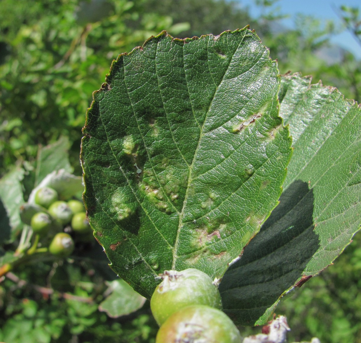 Image of Sorbus graeca specimen.