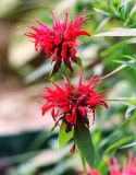 Monarda didyma