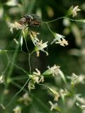 Deschampsia cespitosa